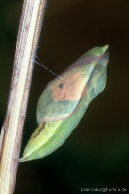 Wandergelbling (Colias croceus) Puppe