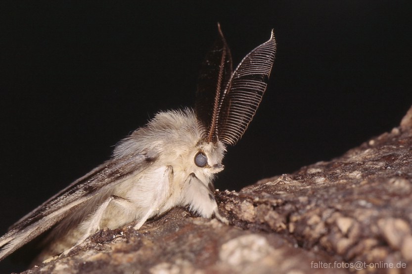Schwammspinner (Lymantria dispar) 