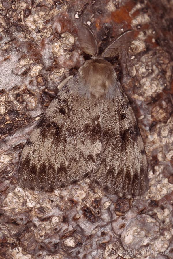 Schwammspinner (Lymantria dispar) 2