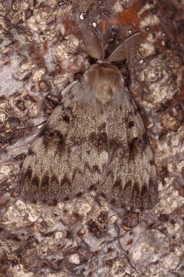 Schwammspinner (Lymantria dispar) 2