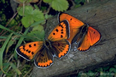 Großer Feuerfalter (Lycaena dispar)