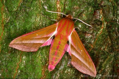 Mittlerer Weinschwärmer (Deilephila elpenor)