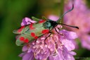 Sechsfleck-Widderchen (Zygaena filipendulae)