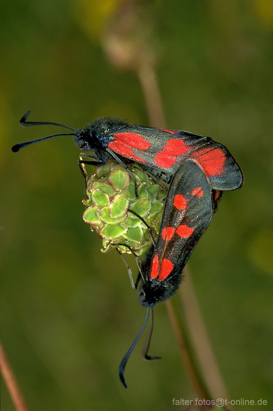 Sechsfleck-Widderchen (Zygaena filipendulae) 2