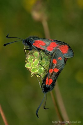 Sechsfleck-Widderchen (Zygaena filipendulae) 2