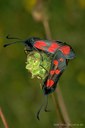 Sechsfleck-Widderchen (Zygaena filipendulae) 2