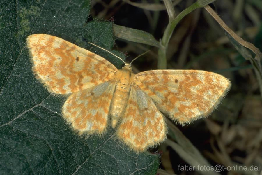 Gelbgestreifter Erlenspanner (Hydrelia flammeolaria)