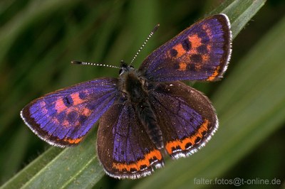 Blauschillernder Feuerfalter (Lycaena helle) 