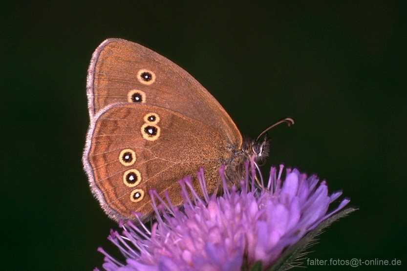 Brauner Waldvogel (Aphantopus hyperantus)