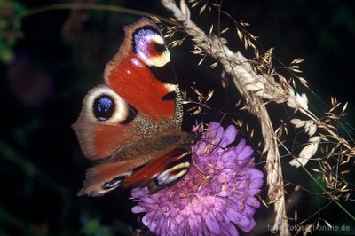 Tagpfauenauge (Inachis io) 2