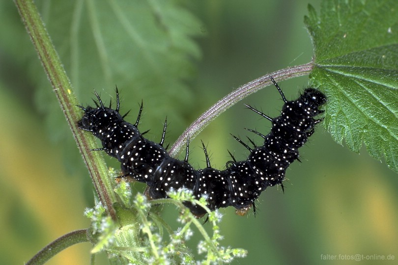 Tagpfauenauge (Inachis io) Raupe