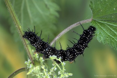 Tagpfauenauge (Inachis io) Raupe