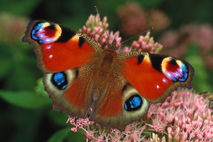 Tagpfauenauge (Inachis io)