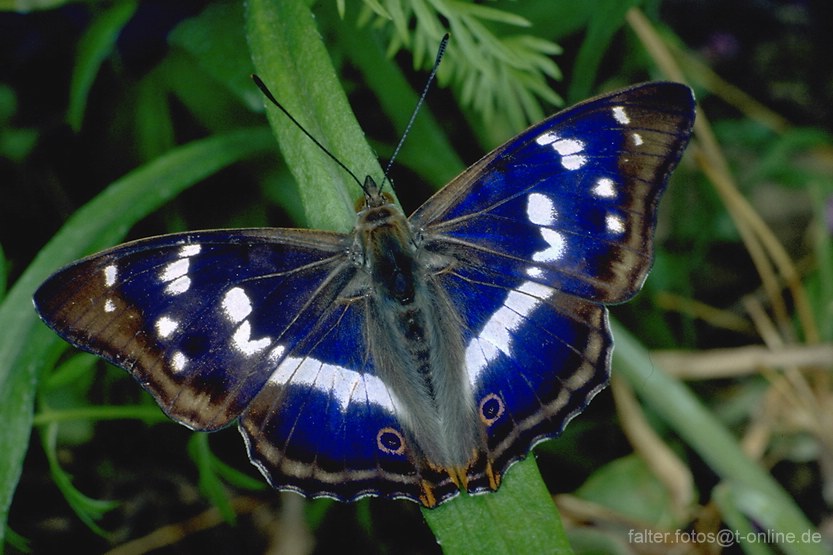 Großer Schillerfalter (Apatura iris)