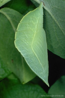 Großer Schillerfalter (Apatura iris) Puppe