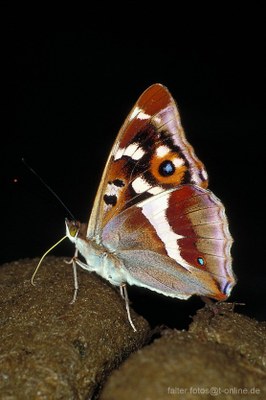 Großer Schillerfalter (Apatura iris) Unterseite