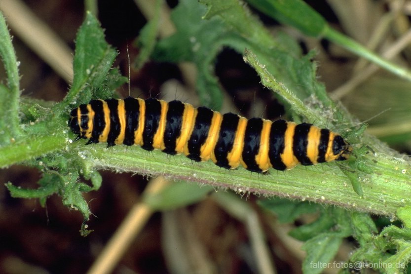 Jakobskrautbär (Tyria jacobaeae)