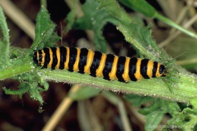 Jakobskrautbär (Tyria jacobaeae)