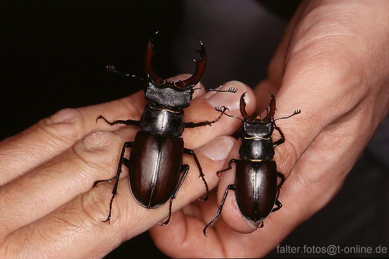 Hirschkäfer auf der Hand