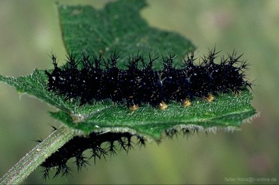 Landkärtchen (Araschnia levana) Raupe