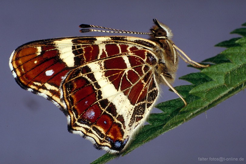 Landkärtchen (Araschnia levana) Unterseite