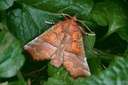 Zackeneule (Scoliopteryx libartix)