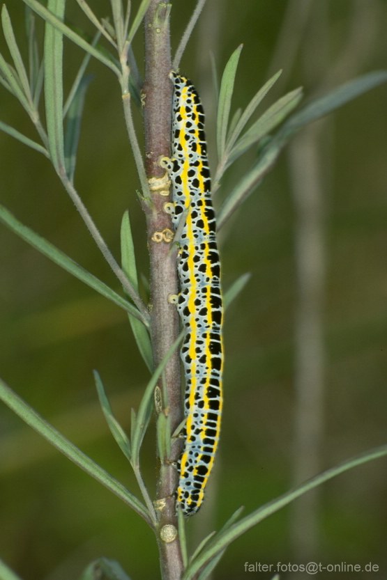 Möndcheneule (Clophasia lunula) Raupe