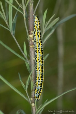 Möndcheneule (Clophasia lunula) Raupe