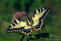 Schwalbenschwanz (Papilio machaon)