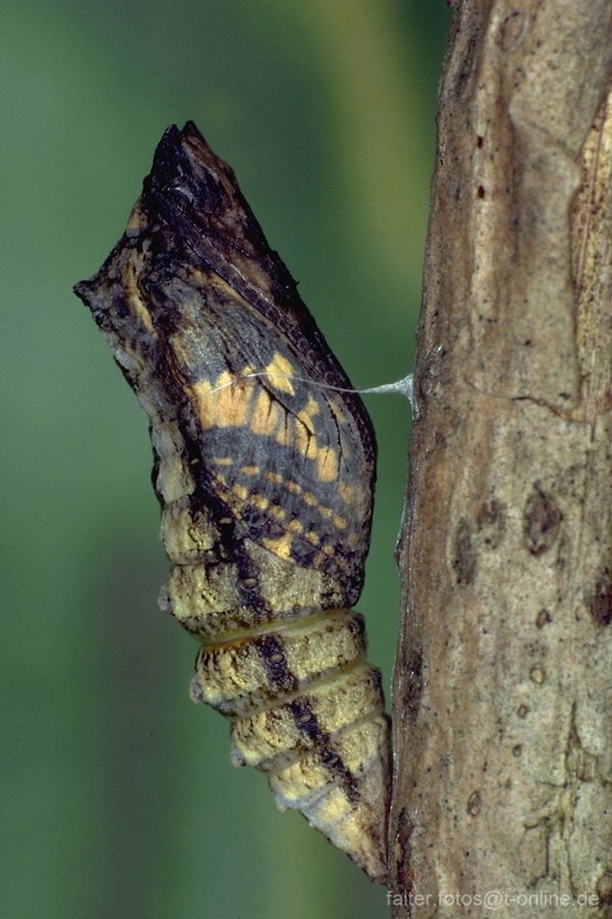 Schwalbenschwanz (Papilio machaon) Puppe