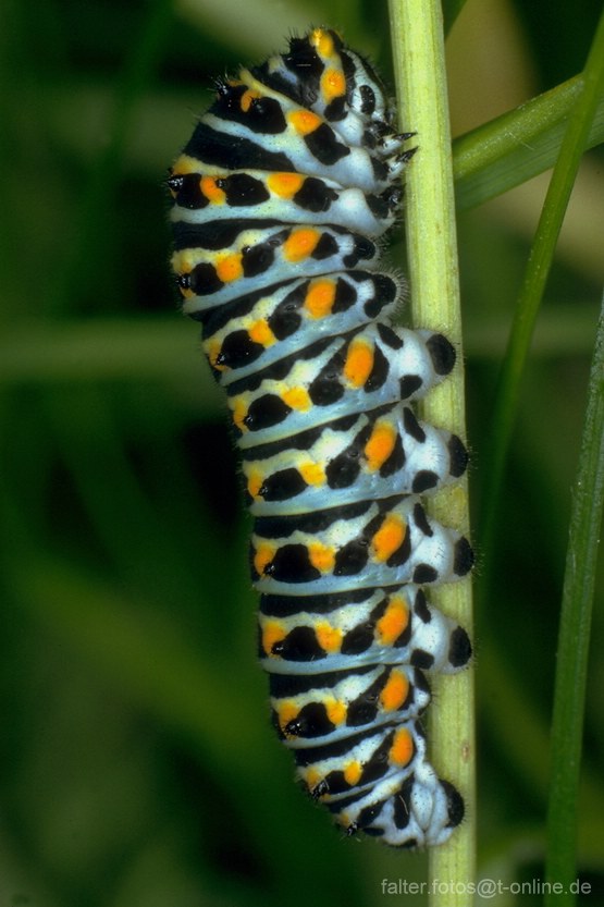Schwalbenschwanz (Papilio machaon) Raupe