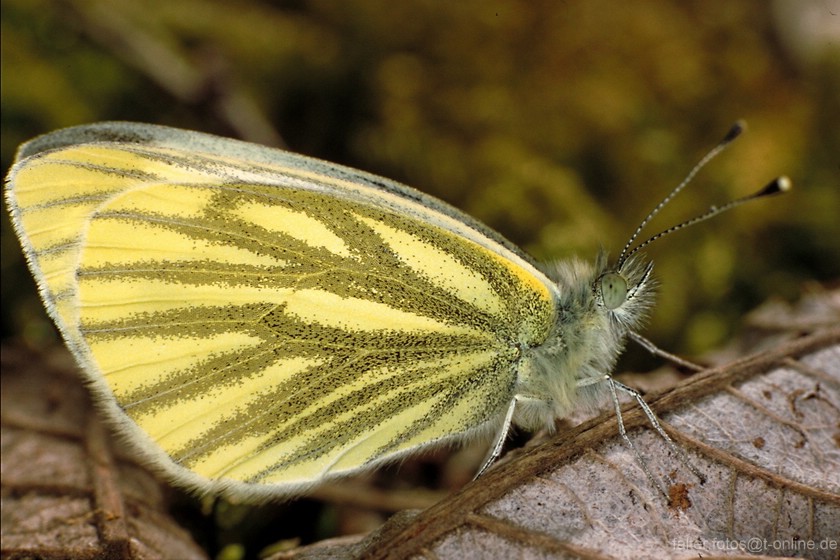 Grünaderweißling (Pieris napi)