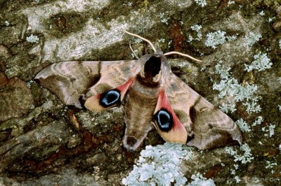 Abendpfauenauge (Smerithus ocellata) 2