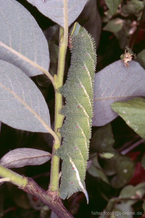 Abendpfauenauge (Smerithus ocellata) Raupe