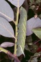 Abendpfauenauge (Smerithus ocellata) Raupe