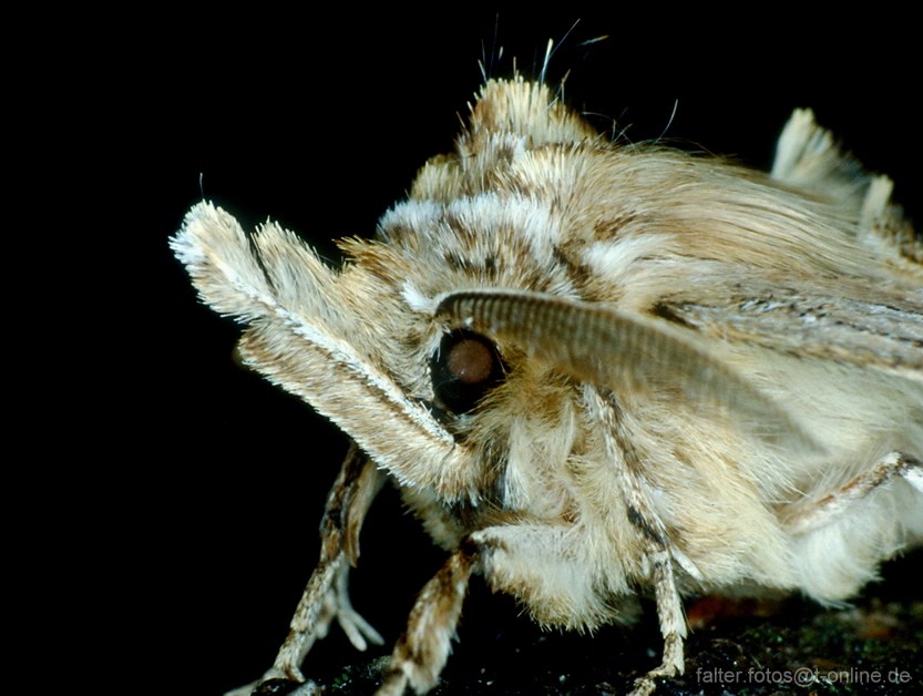 Palpenspinner (Pterostoma palpina) frontal