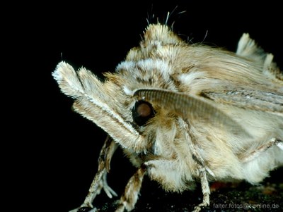 Palpenspinner (Pterostoma palpina) frontal