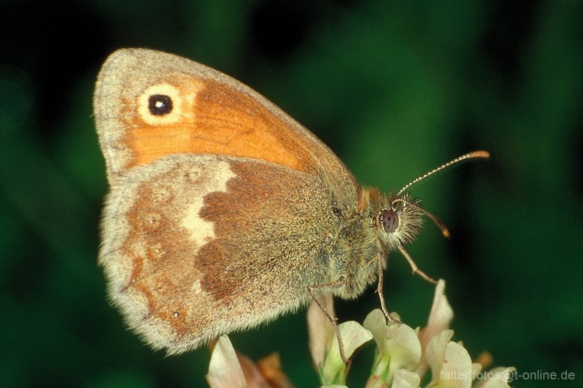 Kleiner Heufalter (Coenonympha pamphilus)