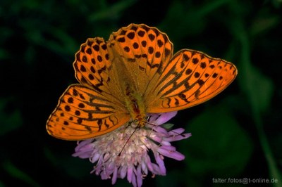 Kaisermantel (Argynnis paphia)