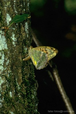 Kaisermantel (Argynnis paphia) Unterseite