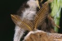 Kleines Nachtpfauenauge (Saturnia pavonia) Männchen