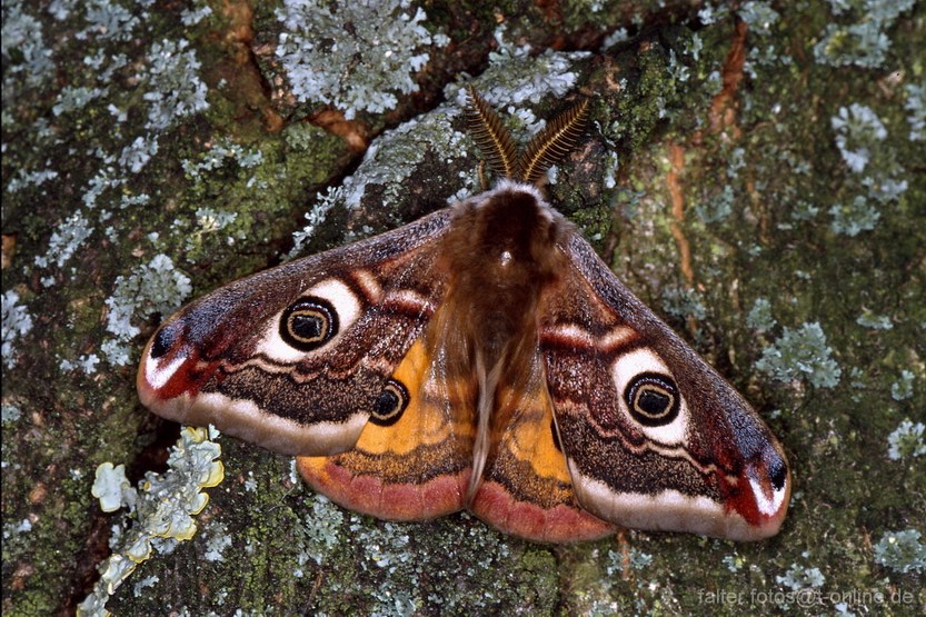 Kleines Nachtpfauenauge (Saturnia pavonia) 2