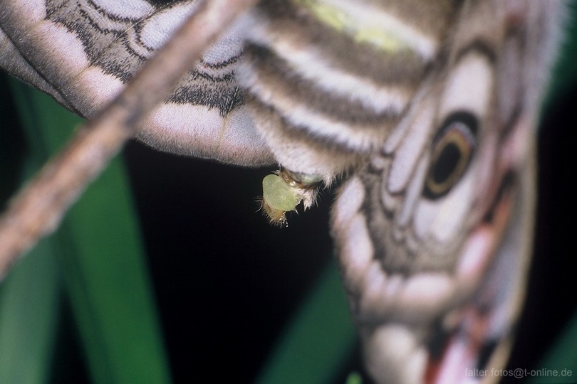 Kleines Nachtpfauenauge (Saturnia pavonia) Weibchen