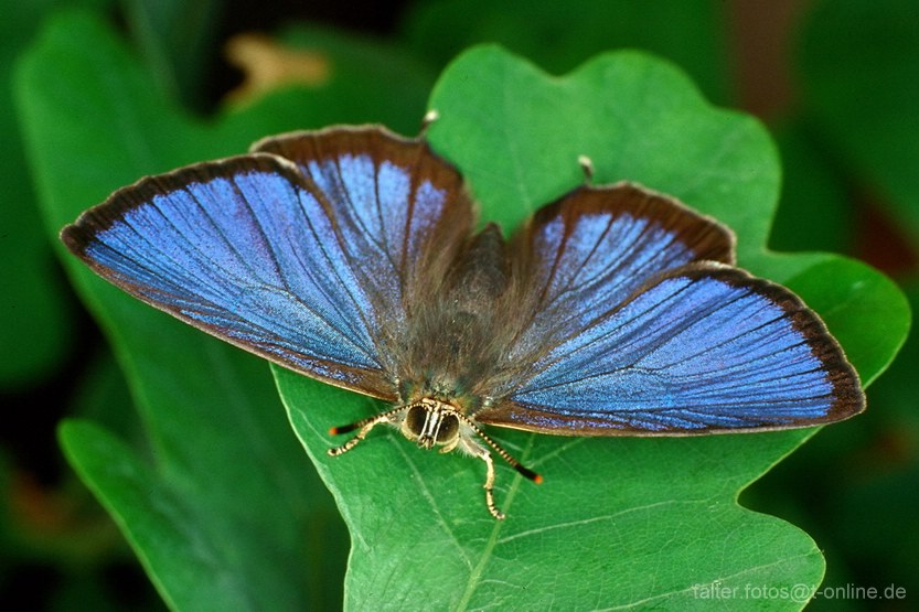 Eichenzipfelfalter (Neozephyrus quercus) 2