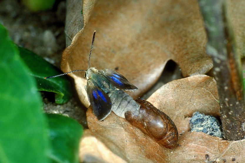 Eichenzipfelfalter (Neozephyrus quercus) schlüpft