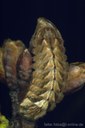Blauer Eichenzipfelfalter (Neozephyrus quercus) aupe
