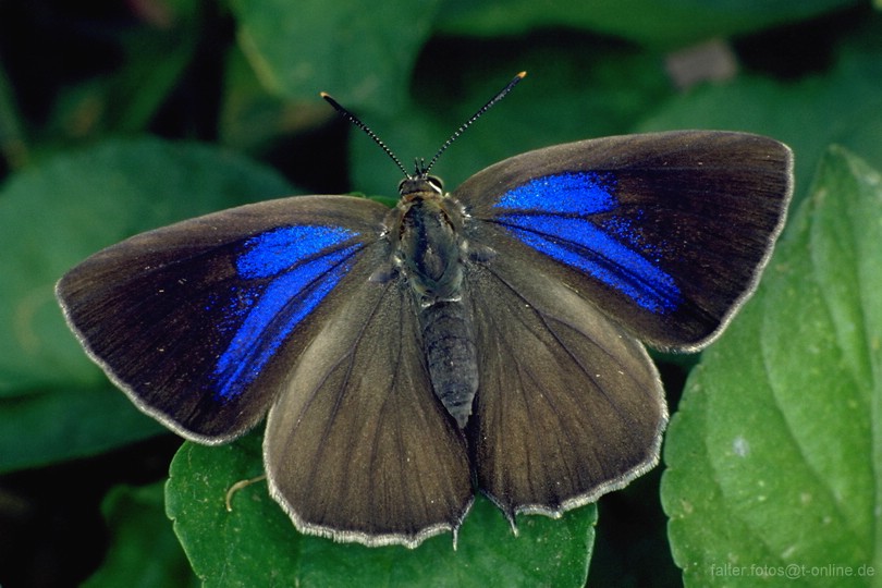 Blauer Eichenzipfelfalter (Neozephyrus quercus), Weibchen