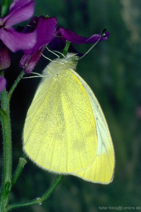 Kleiner Kohlweißling (Pieris rapae)