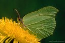 Zitronenfalter (Gonepteryx rhamni)