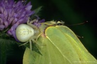 Zitronenfalter (Gonepteryx rhamni) gefangen